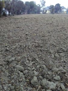 सिचांई सुविधा न मिलने से दो सौ बीघा जमीन सूखी