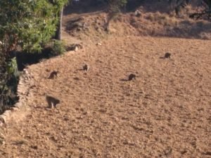 लावारिश पशु और जंगली जानवर नहीं करने देते खेती
