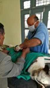 फोटो में आवारा कुत्ते की नसबंदी करते हुए पशु चिकित्सक डॉ मनदीप
