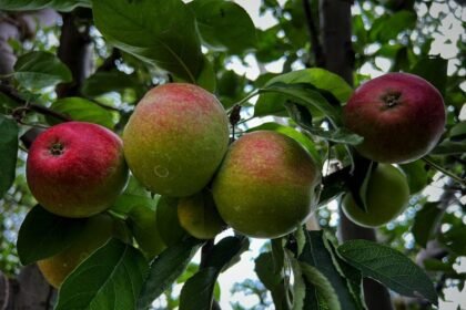 हिमाचल | प्रदेश की 19 ई-नाम मंडियों में 25 जुलाई के बाद शुरू होगा सेब का ऑनलाइन कारोबार - Panchayat Times