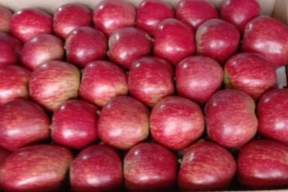 हिमाचल | बागवानों को होगा फायदा, अब किलो के हिसाब से बिकेंगें ऑर्गेनिक किन्नौरी सेब - Panchayat Times