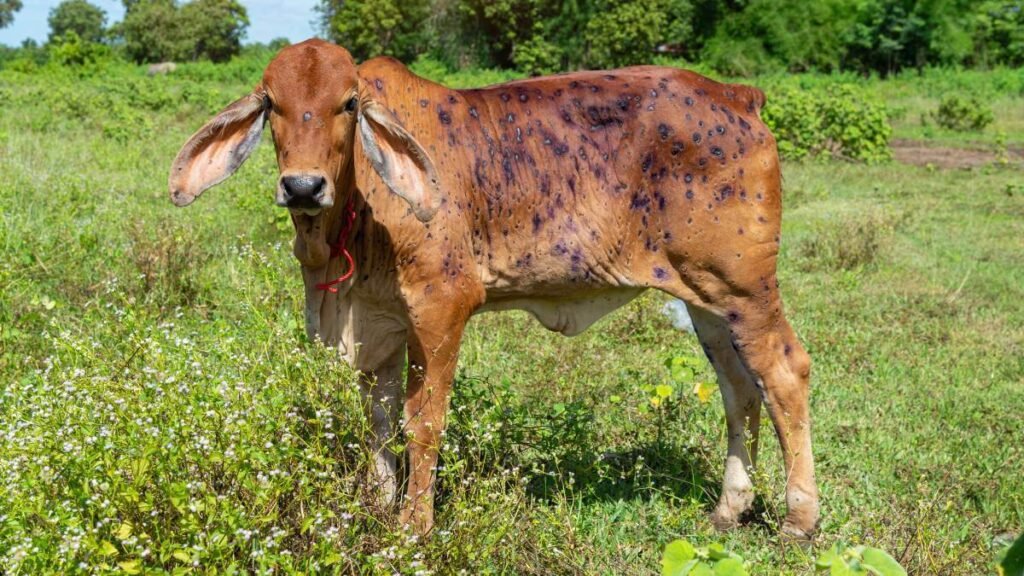 हिमाचल | लंपी चर्म रोग से ग्रसित पशुओं की मौत पर मुआवजा देगी सरकार, प्रदेश के 7 जिलों में पाये गये मामले - Panchayat Times