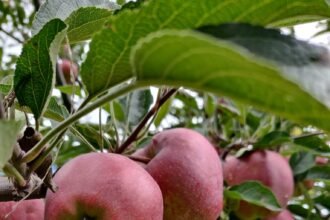 हिमाचल | सोलन मंडी से बाहरी राज्य का व्यापारी 1.08 करोड़ रुपये के सेब खरीदकर फरार, मामला दर्ज - Panchayat Times