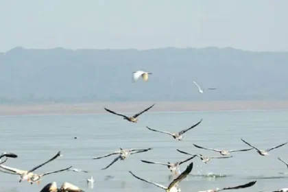 हिमाचल | पौंग झील में मेहमान परिंदों की मौत के चलते झील से सटी पंचायतों में भी बर्ड फ्लू को लेकर दहशत - Panchayat Times