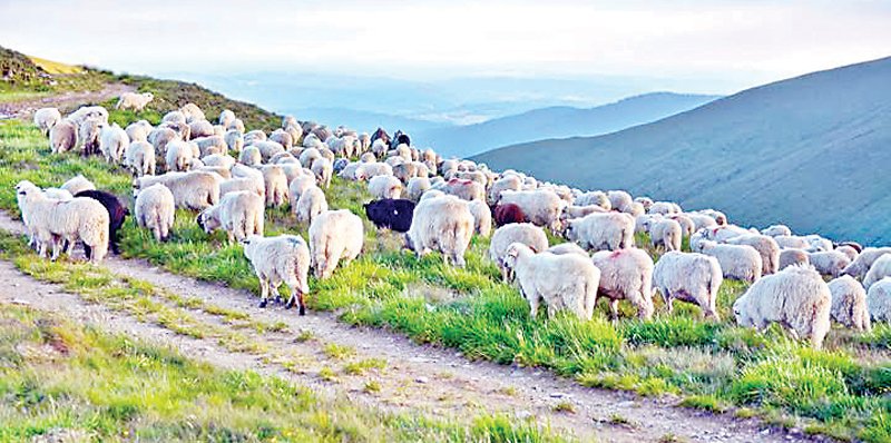मंडी में पहाड़ों से मैदानों में आए भेड़पालक: ठंड बढ़ने से माल बेचने नीचे आते