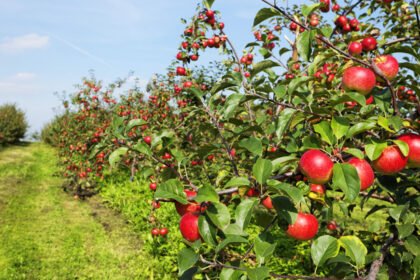 हिमाचल प्रदेश: हॉर्टिकल्चर डेवलपमेंट प्रोजेक्ट का रिव्यू करेगी, WB की टीम