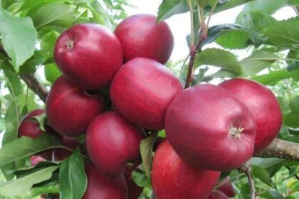 हिमाचल: सोलन में बन रही सेब मंडी, JICA की टीम ने किया निरीक्षण