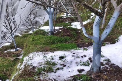 शिमला में ओलावृष्टि से तबाही: एंटी हेल नेट टूटे, सेब और स्टोन फ्रूट को भी नुकसान- Panchayat Times