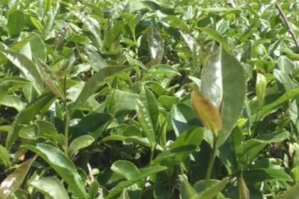 हिमाचल की कांगड़ा चाय को मिला GI टैग, अब यूरोपियन मार्केट तक फैलेगा स्वाद का जादू - Panchayat Times