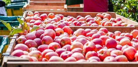 सरकार ने 50 रुपये किलो से कम के भाव पर सेब के आयात पर लगाई पाबंदी- Panchayat Times