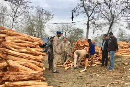हिमाचल में कटेंगे खैर के पेड़, SC ने दी अनुमति, 10 वन मंडलों की कार्य योजना तैयार- Panchayat Times