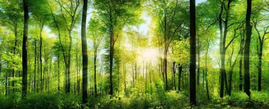 राजस्थान में मानसून की दस्तक; कई जिलों में भारी बारिश का अलर्ट जारी- Panchayat Times