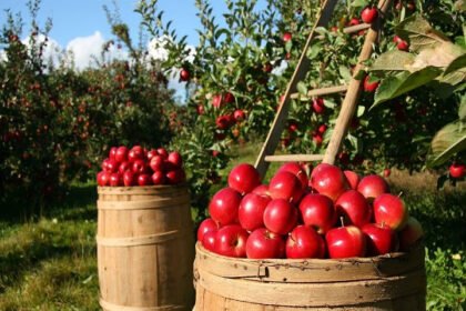 Apple season: सेब सीजन शुरू, 45 रुपये प्रति किलो बिका रेड जून सेब- Panchayat Times