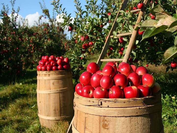 Apple season: सेब सीजन शुरू, 45 रुपये प्रति किलो बिका रेड जून सेब- Panchayat Times