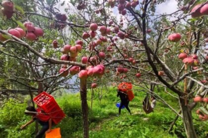 सेब बागवानों को सुक्खू सरकार से मिला तोहफा, CA स्टोर में फल रखने का देना होगा कम किराया, जानें-  नए रेट- Panchayat Times