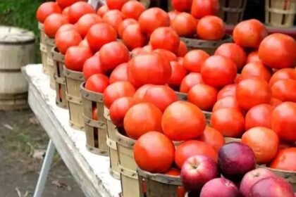 हिमाचल में पहली ही बारिश ने बढ़ाए सब्जियों के दाम, टमाटर पहुंचा 80 रुपये किलो- Panchayat Times