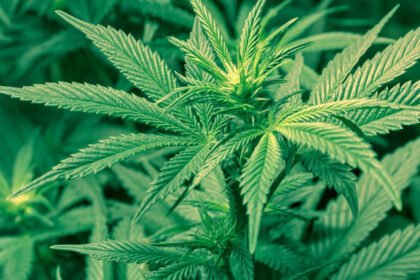 हिमाचल में होगी बिना नशे वाली भांग की खेती- Panchayat Times