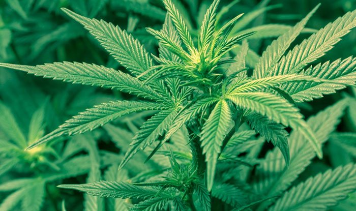 हिमाचल में होगी बिना नशे वाली भांग की खेती- Panchayat Times