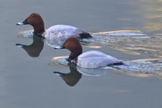 मंडी के जलाश्य विदेशी परिंदों से गुलजार, प्रदेश में बारिश-बर्फबारी न होने से एक महीना लेट पहुंचे पक्षी- Panchayat Times